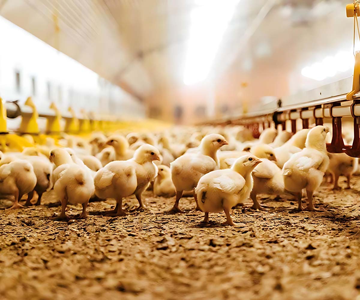 Website Designing Company for Poultry Industry in Dubai