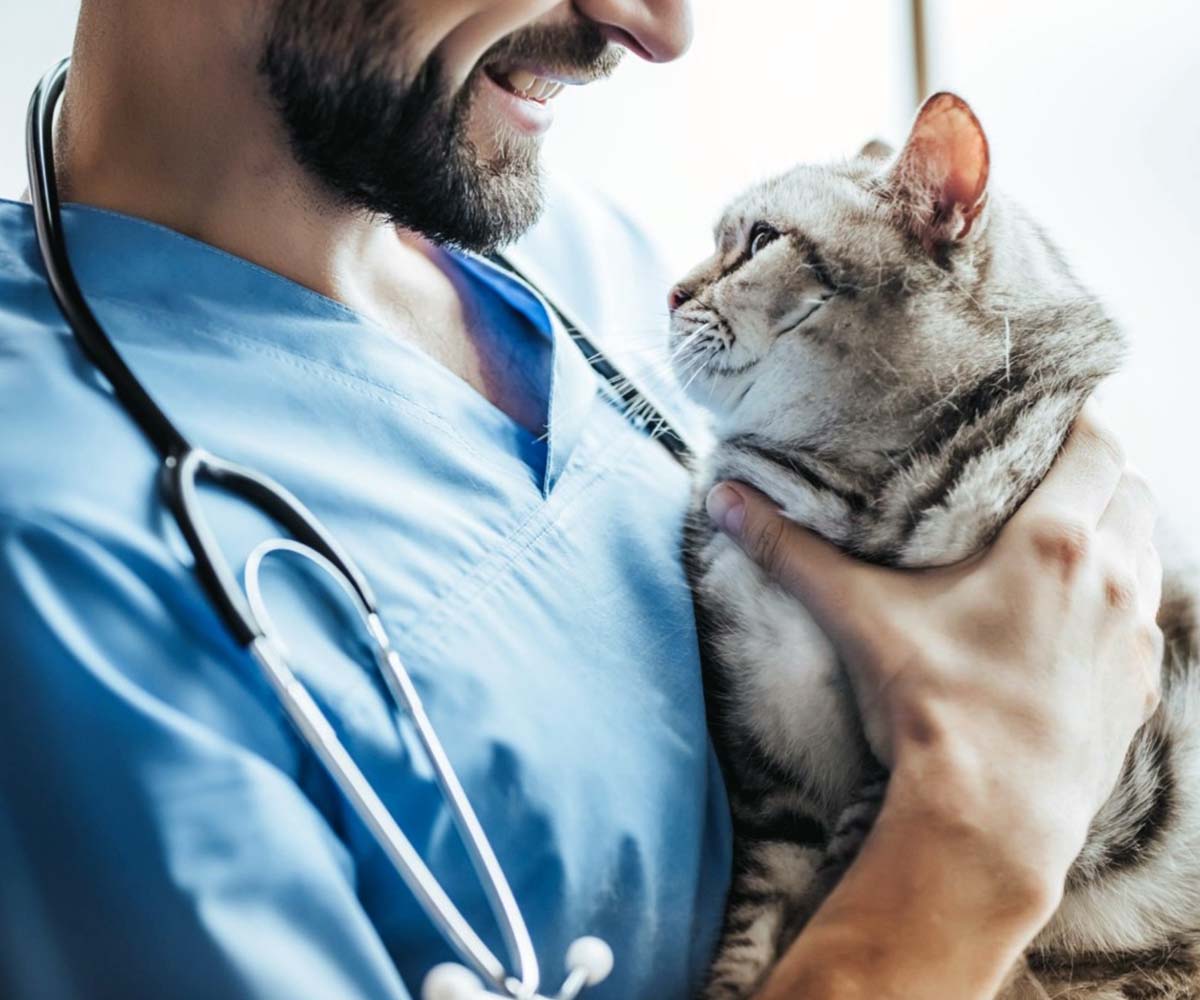 SEO for pet clinic website SEO for pet clinic website