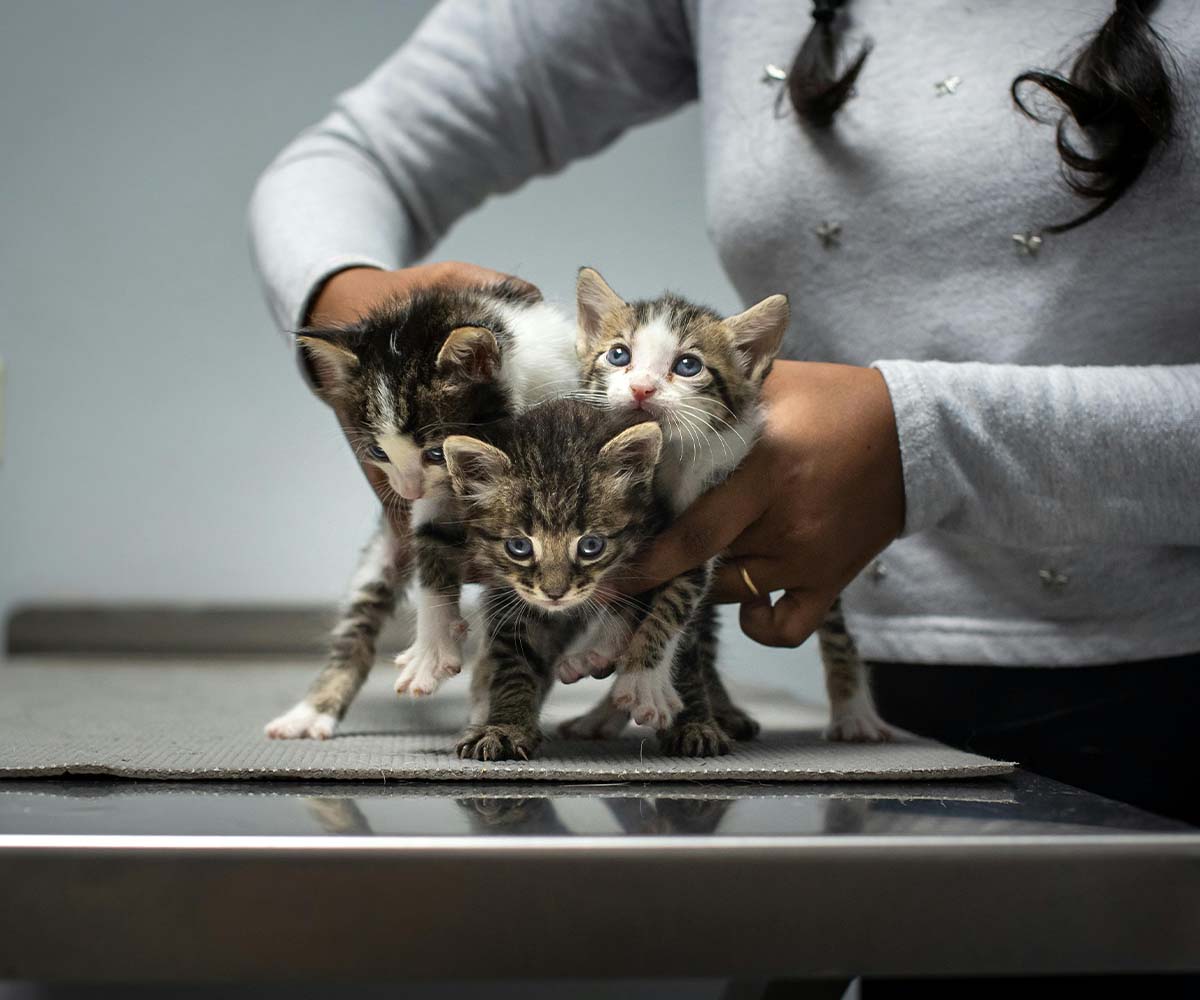 SEO for veterinary hospital website