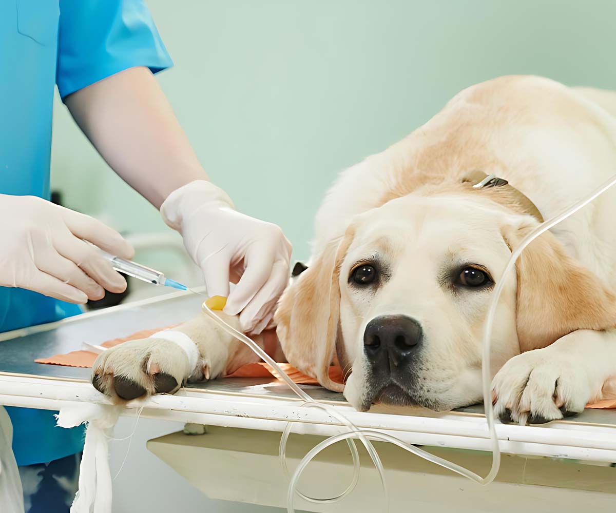 SEO for pet hospital website
